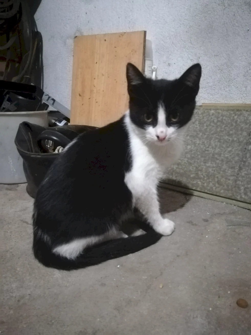 Gari