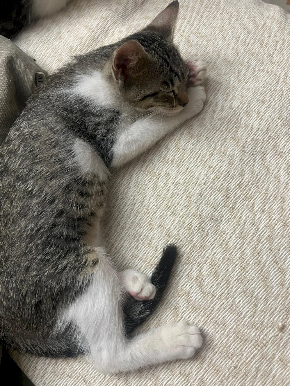 Sneška — 4