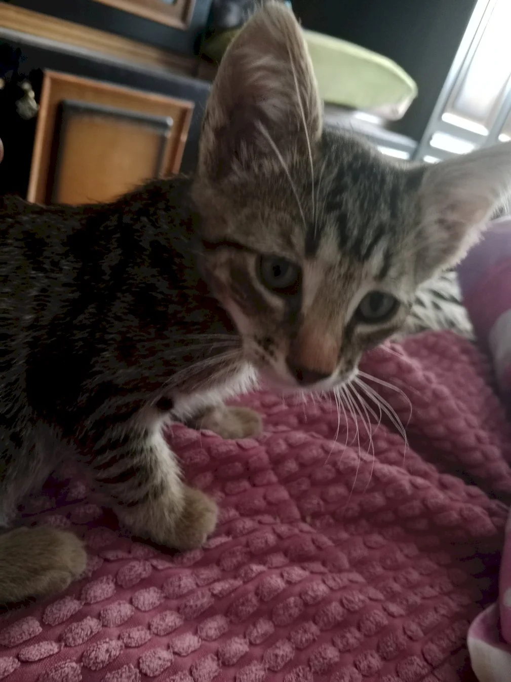 Fifi — 1