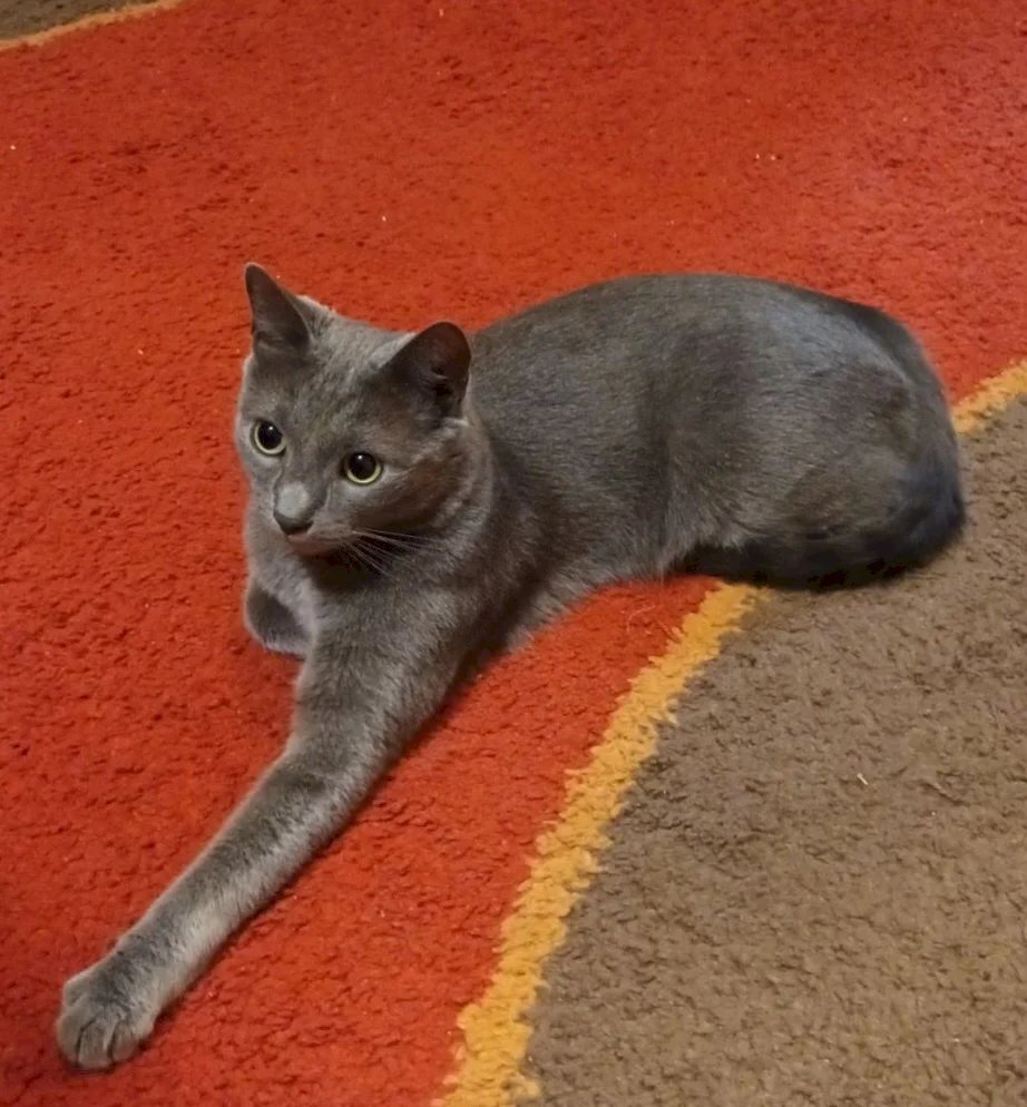 Mićko