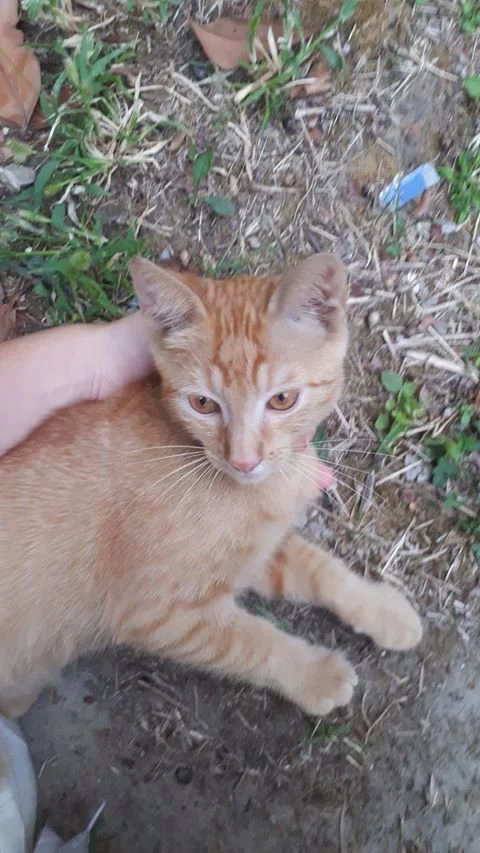 Žućko
