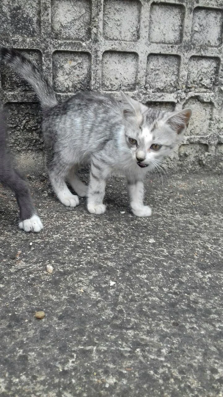 Garti — 3