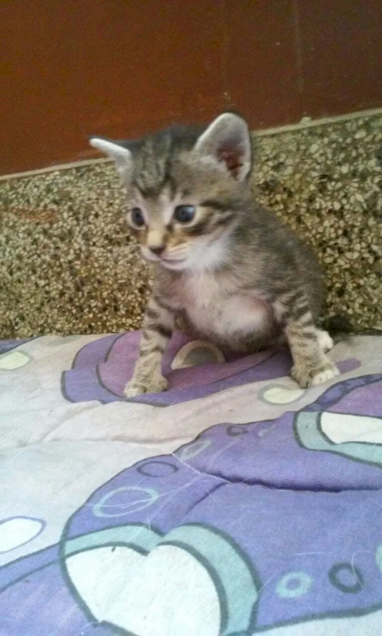 Tigrica