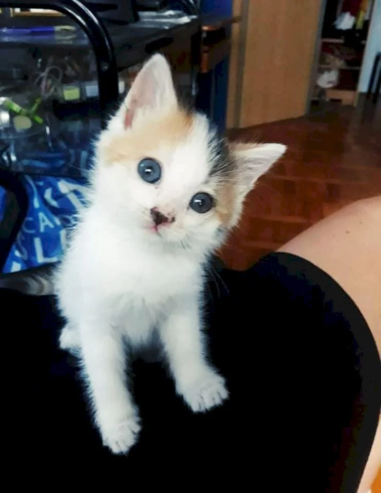 Ena