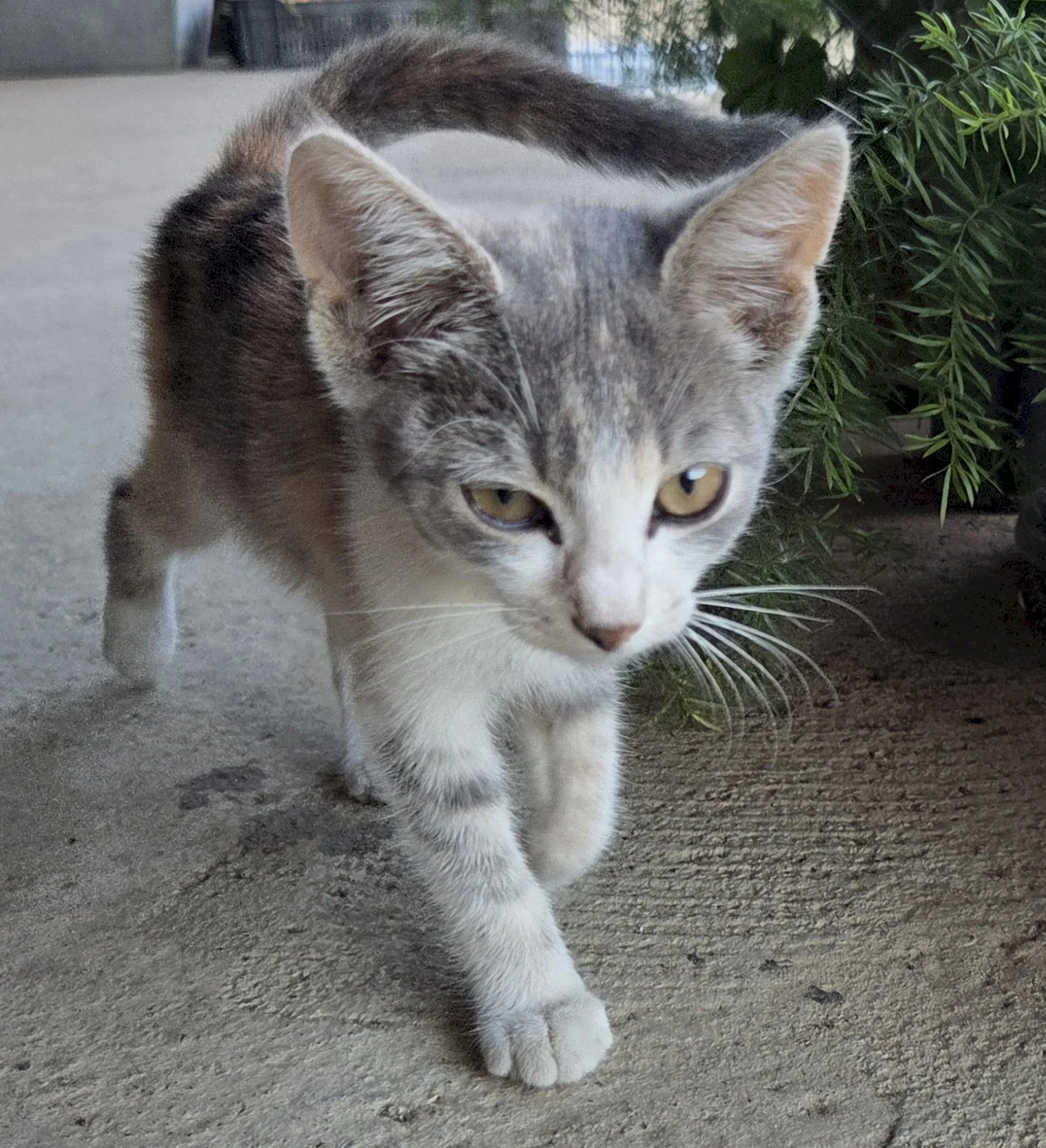 Lily