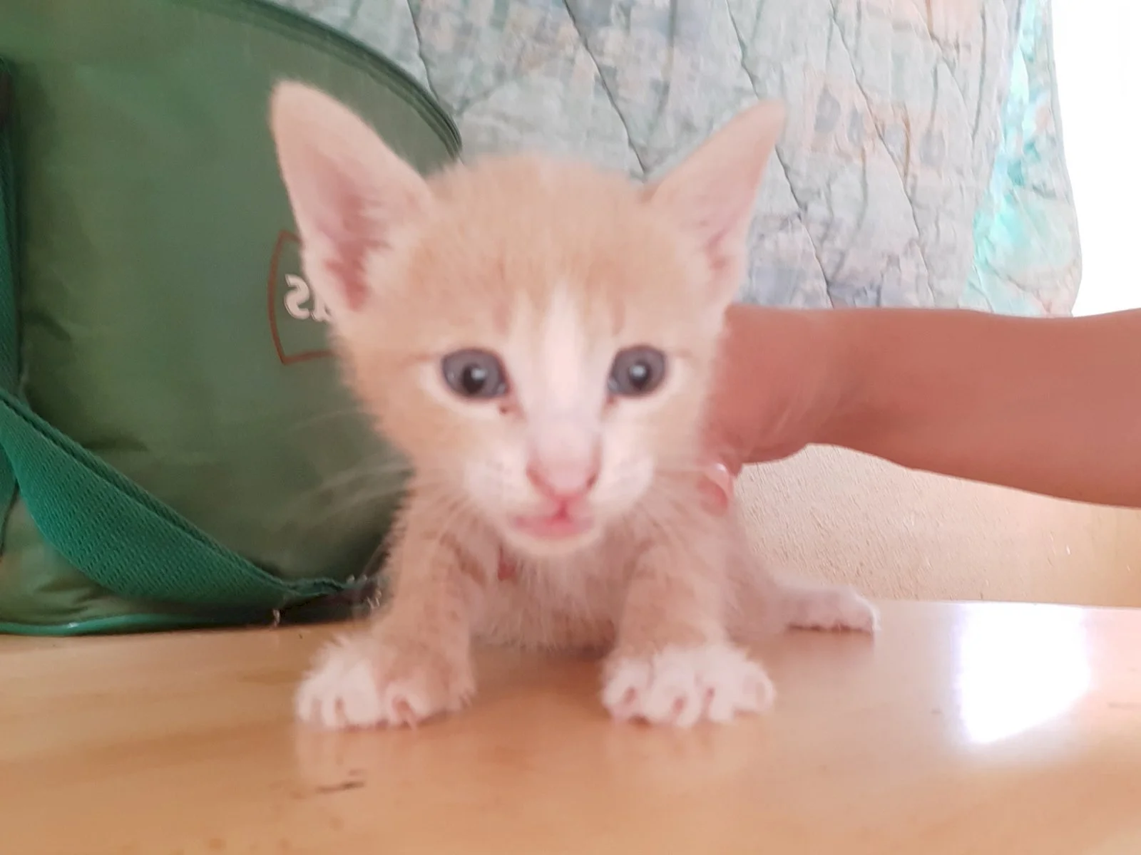 Geri — 1
