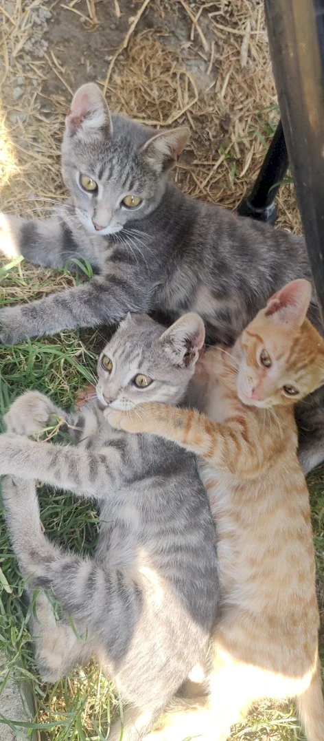 Kami, Niki, Žuća — 1