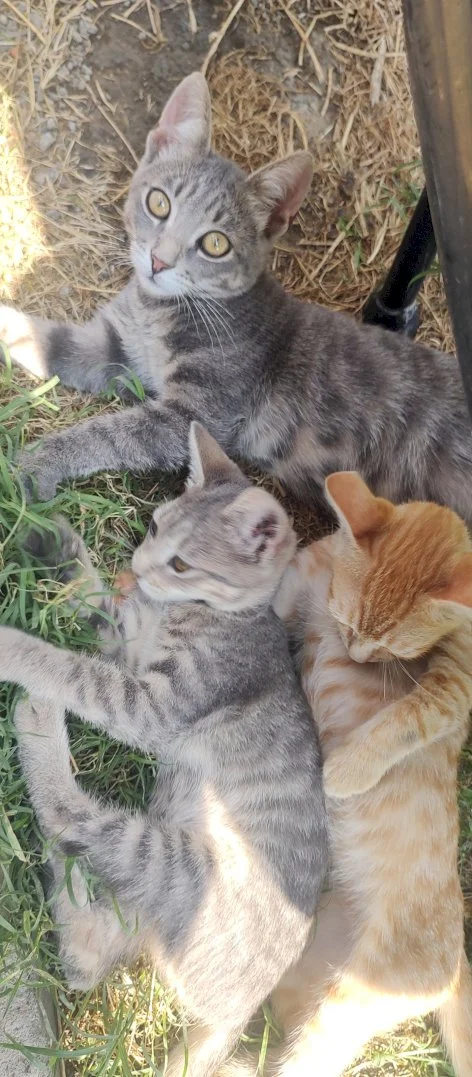 Kami, Niki, Žuća — 2