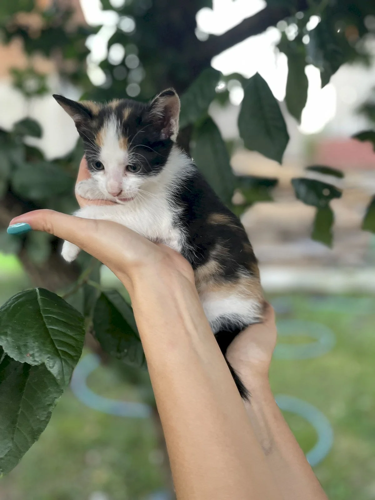 Mačići — 3