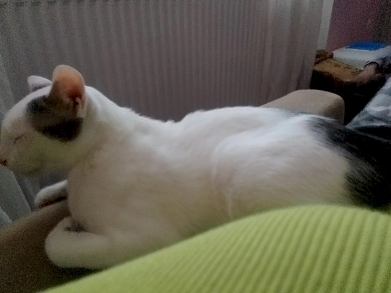 Mirko