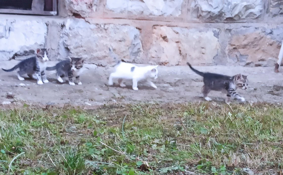 Tri macića — 1